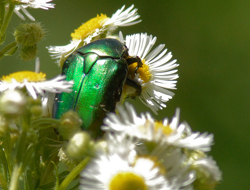 Cetonia aurata